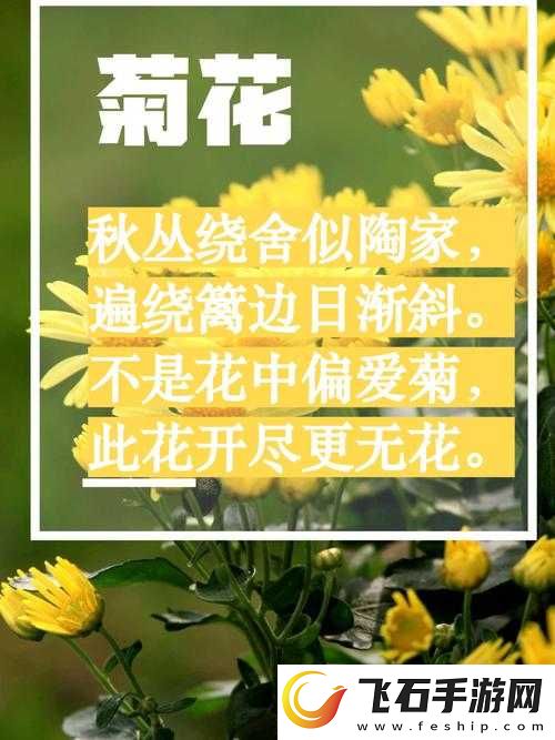 菊花开过和没开过的区别