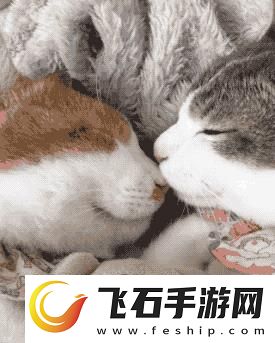 猫咪官方指南