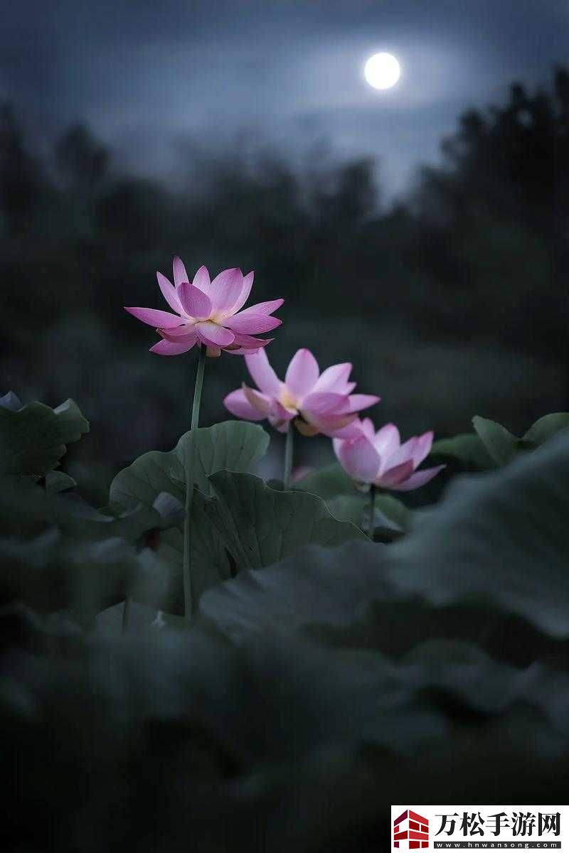 女子半夜莲花开惊艳众人