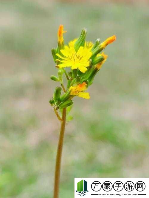 野花在线观看免费高清中文