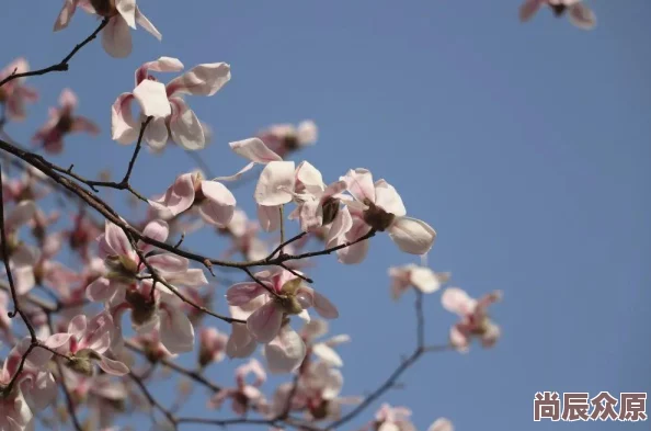 震惊！黄色片免费软件竟然在短时间内吸引百万用户