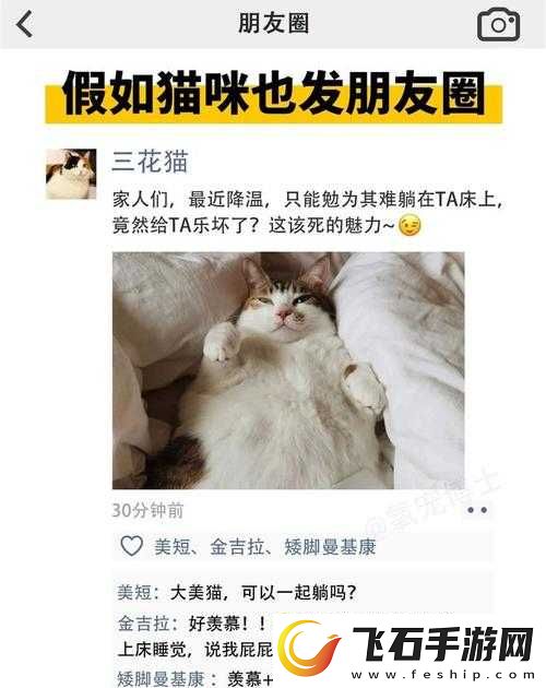 猫咪社交