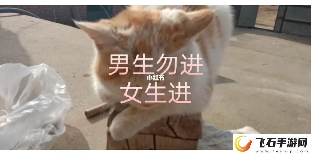 女生和男生一起努力生猴子