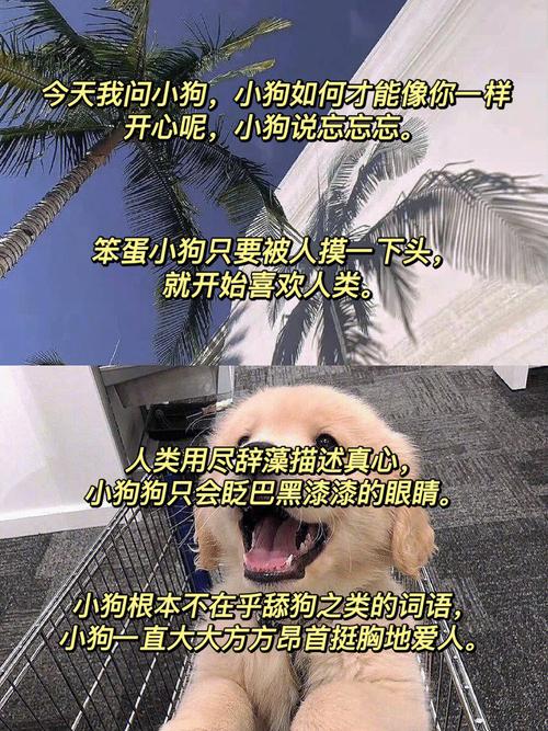 小狗今天草到主人了吗小说