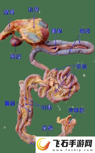 狂野鸡场游新姿势——笑谈肉禽系统的诡异魅力